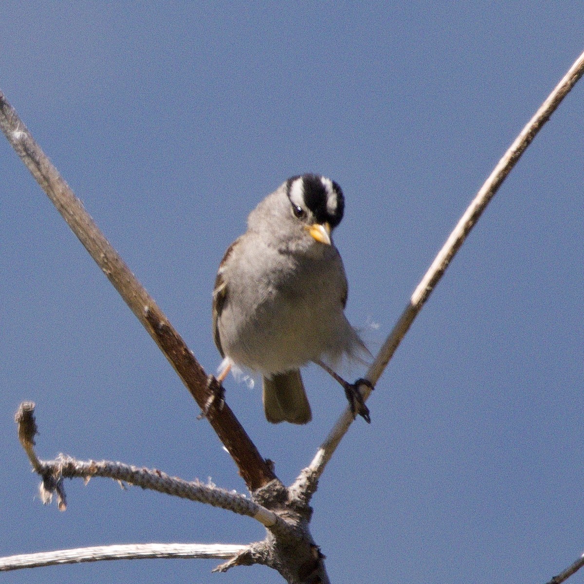 White-crowned Sparrow - ML621499382