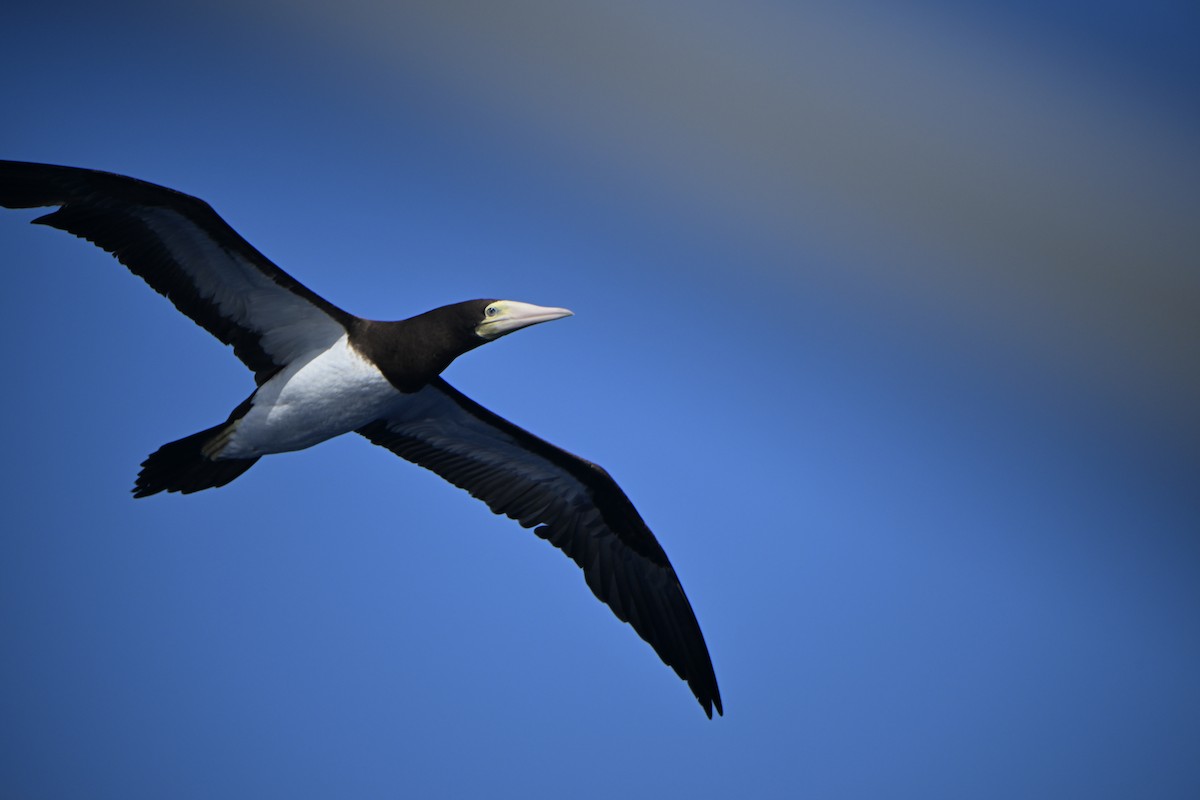 Brown Booby (Forster's) - ML621499467