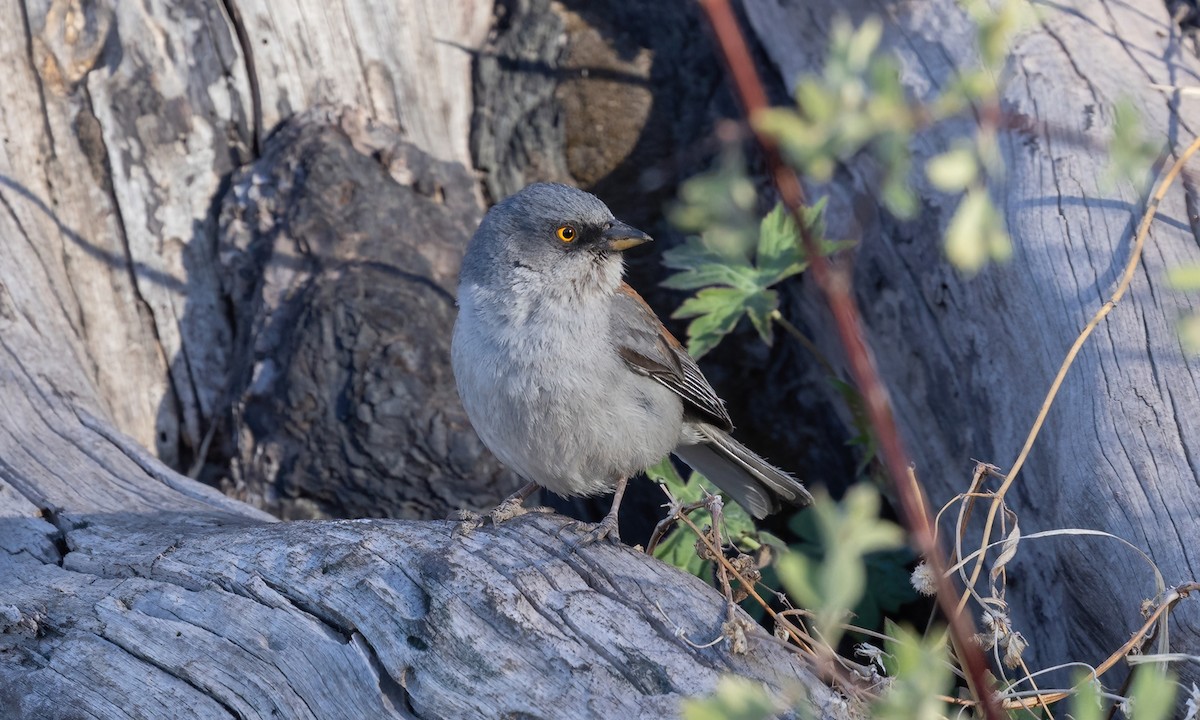 Yellow-eyed Junco - ML621499483