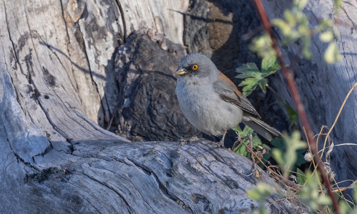 Yellow-eyed Junco - ML621499484