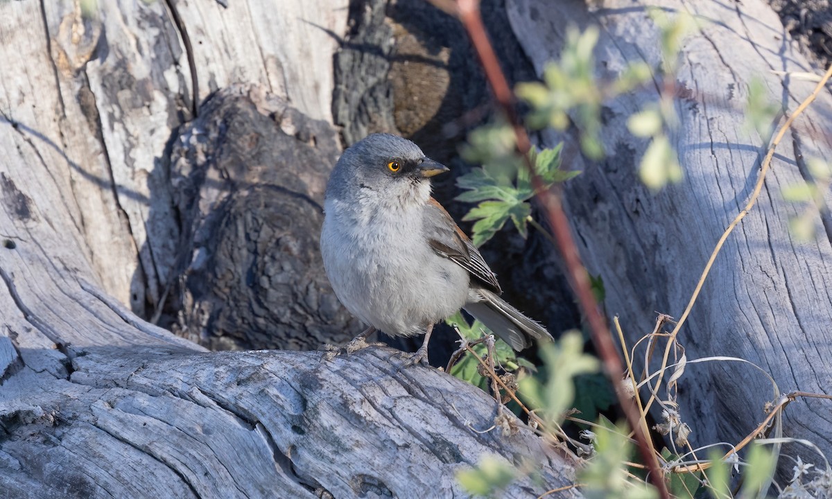 Yellow-eyed Junco - ML621499485