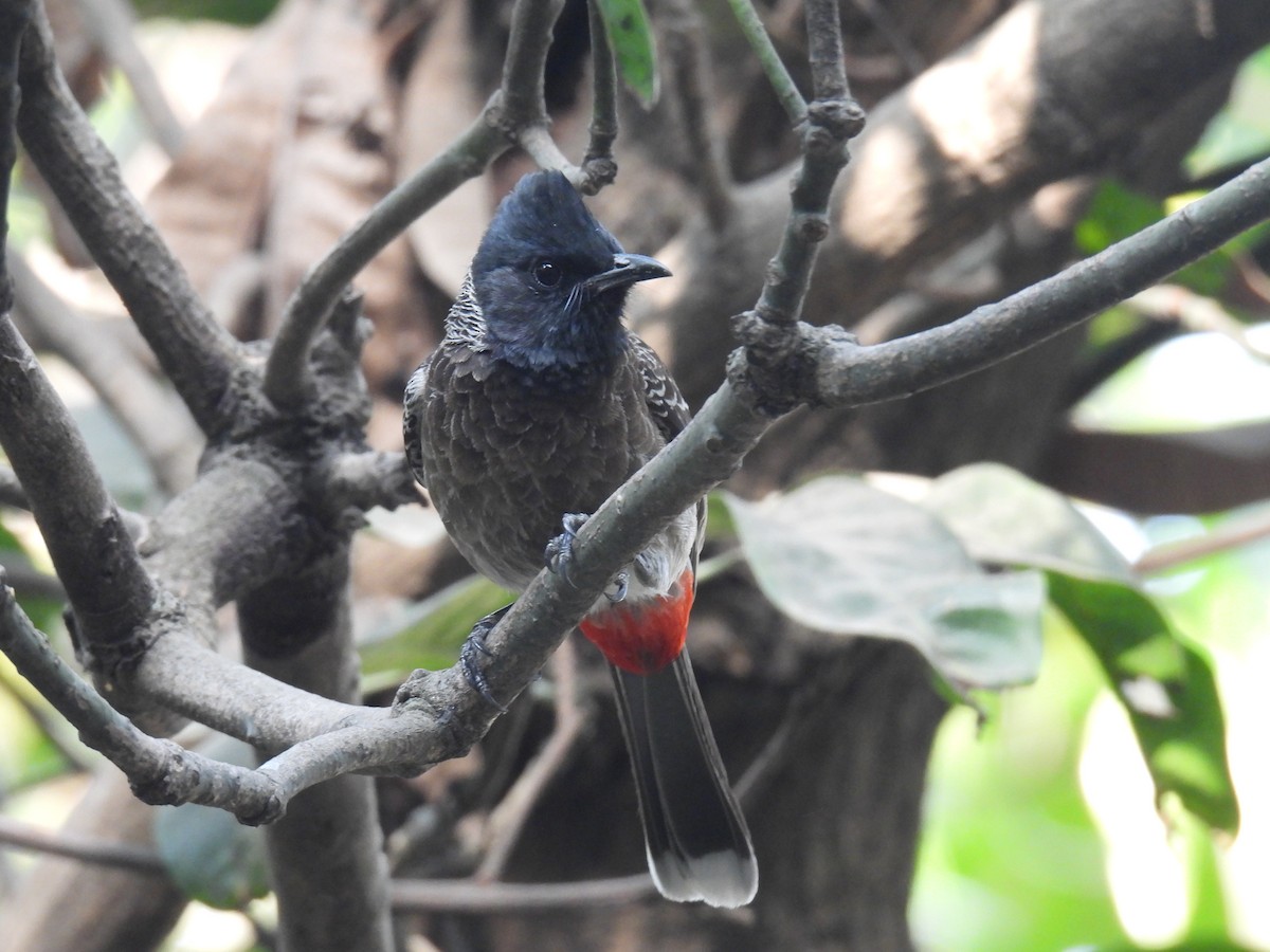 Red-vented Bulbul - ML621499562