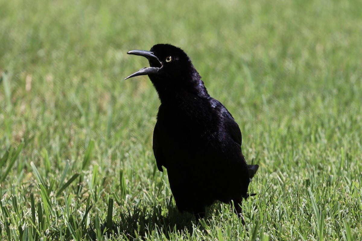 Great-tailed Grackle - ML621499568