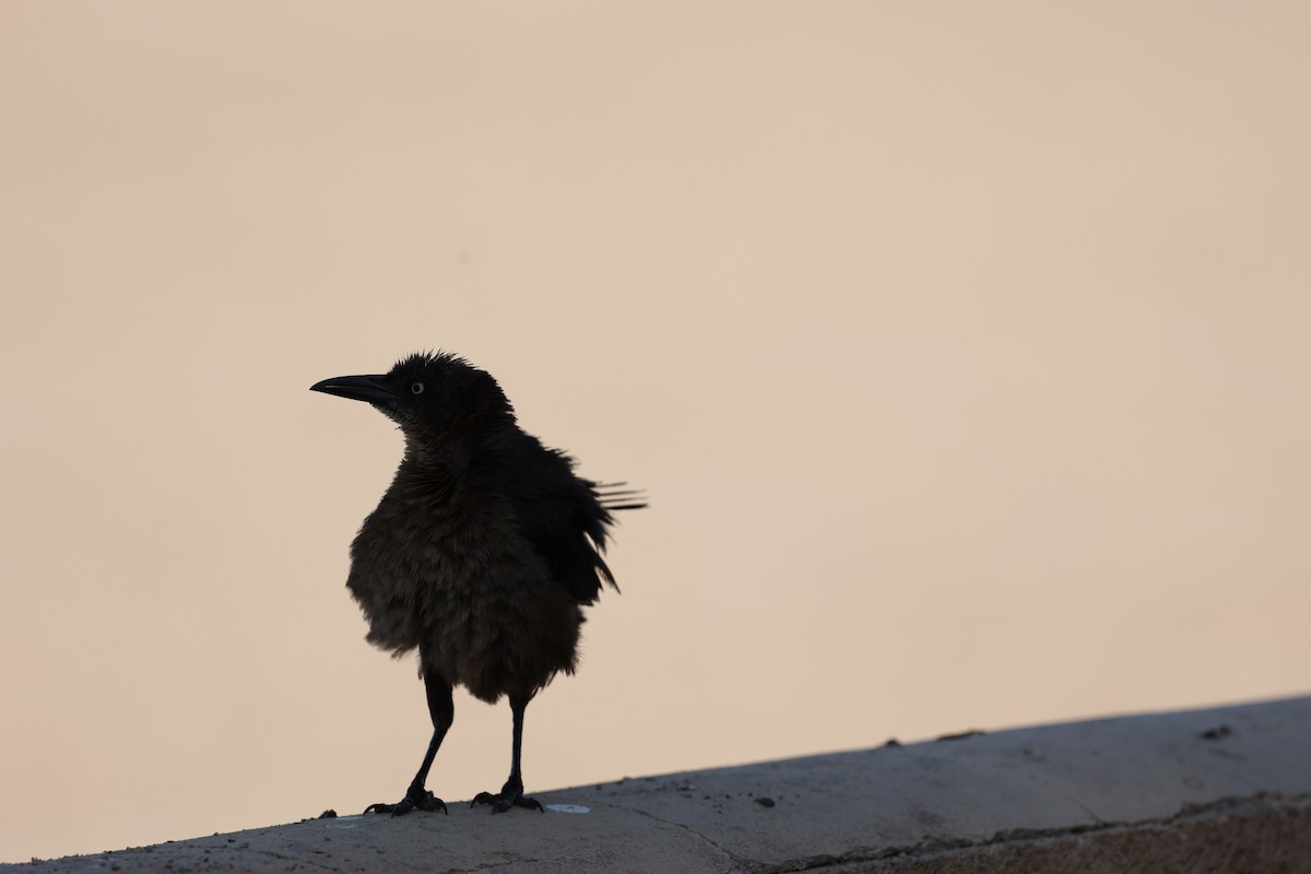 Great-tailed Grackle - ML621499569