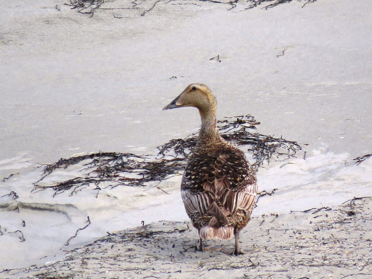 Common Eider - ML621499643