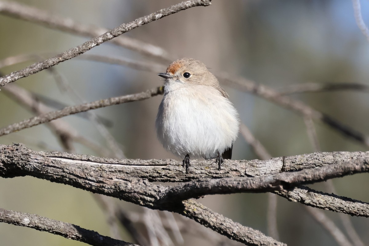 Red-capped Robin - ML621499684