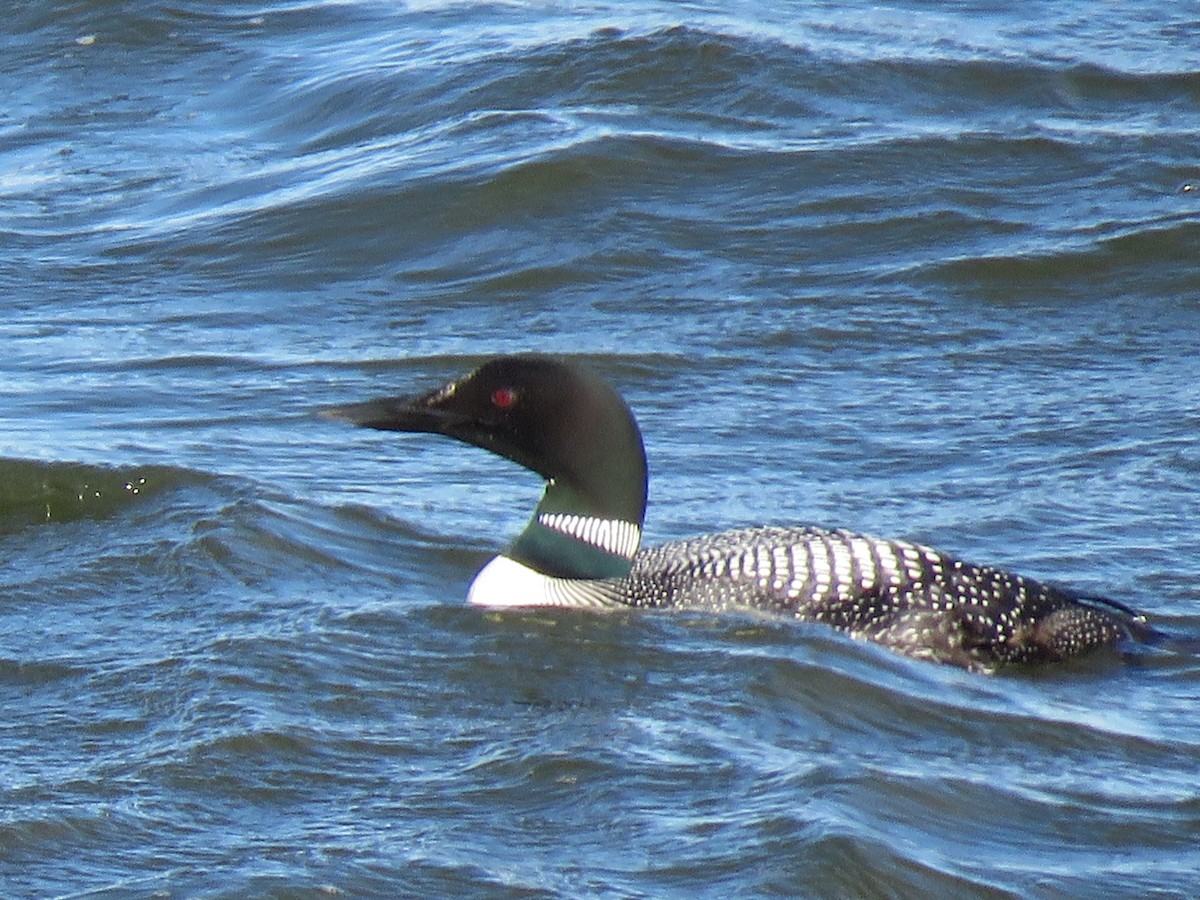 Plongeon huard - ML621499688