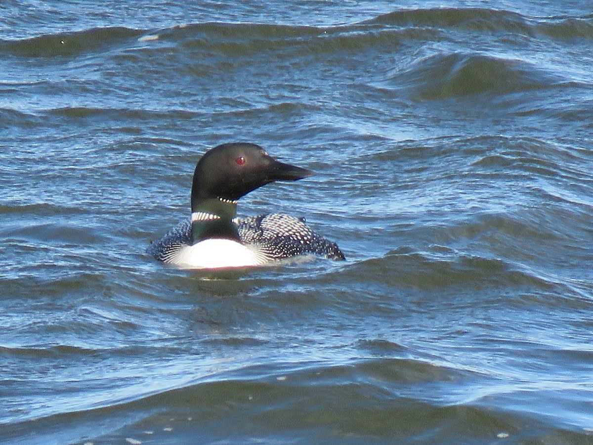 Common Loon - ML621499689