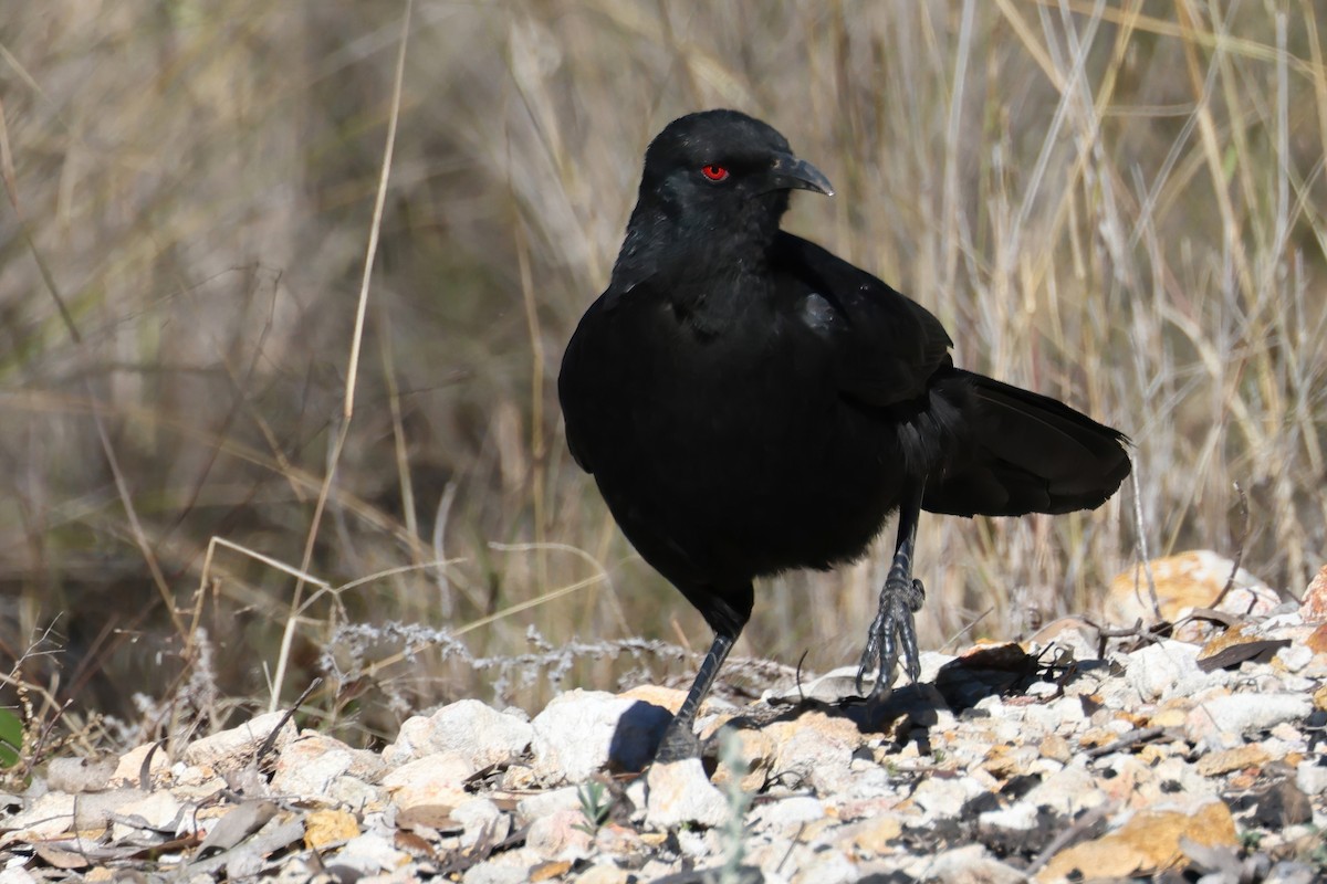 White-winged Chough - ML621499695