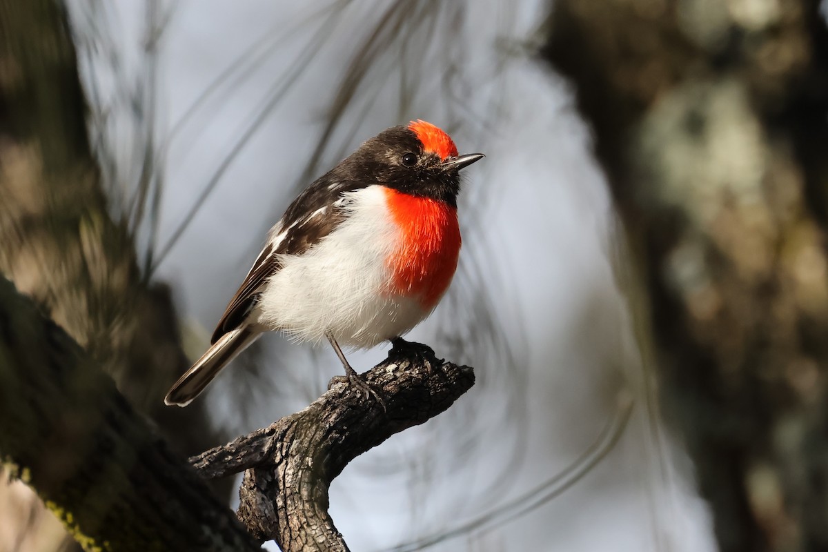 Red-capped Robin - ML621499697