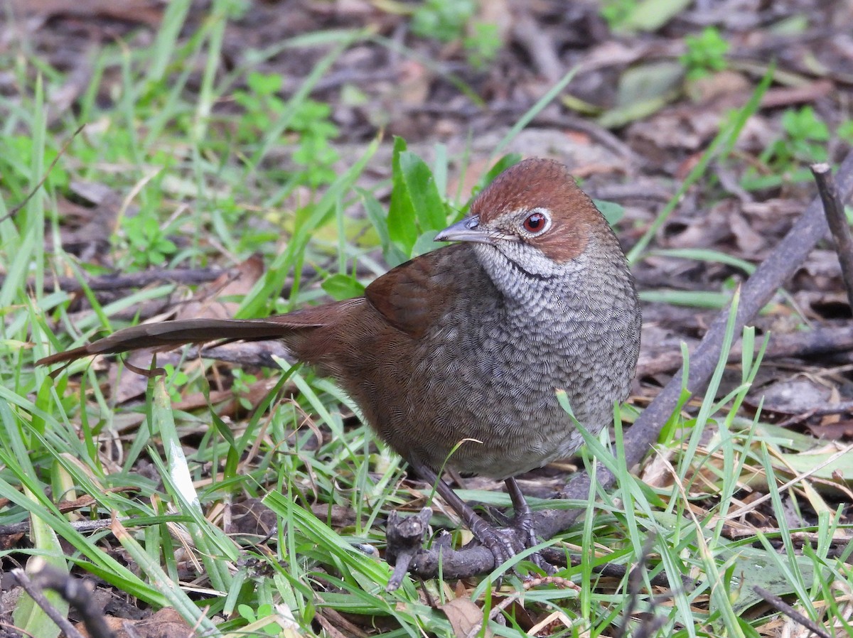 Rotkopf-Borstenvogel - ML621499716