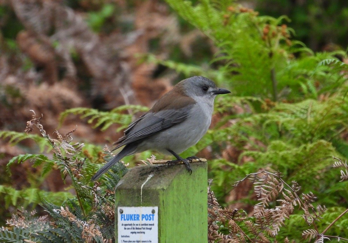 Siffleur gris - ML621499719