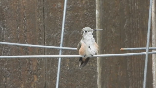 Broad-tailed Hummingbird - ML621499731