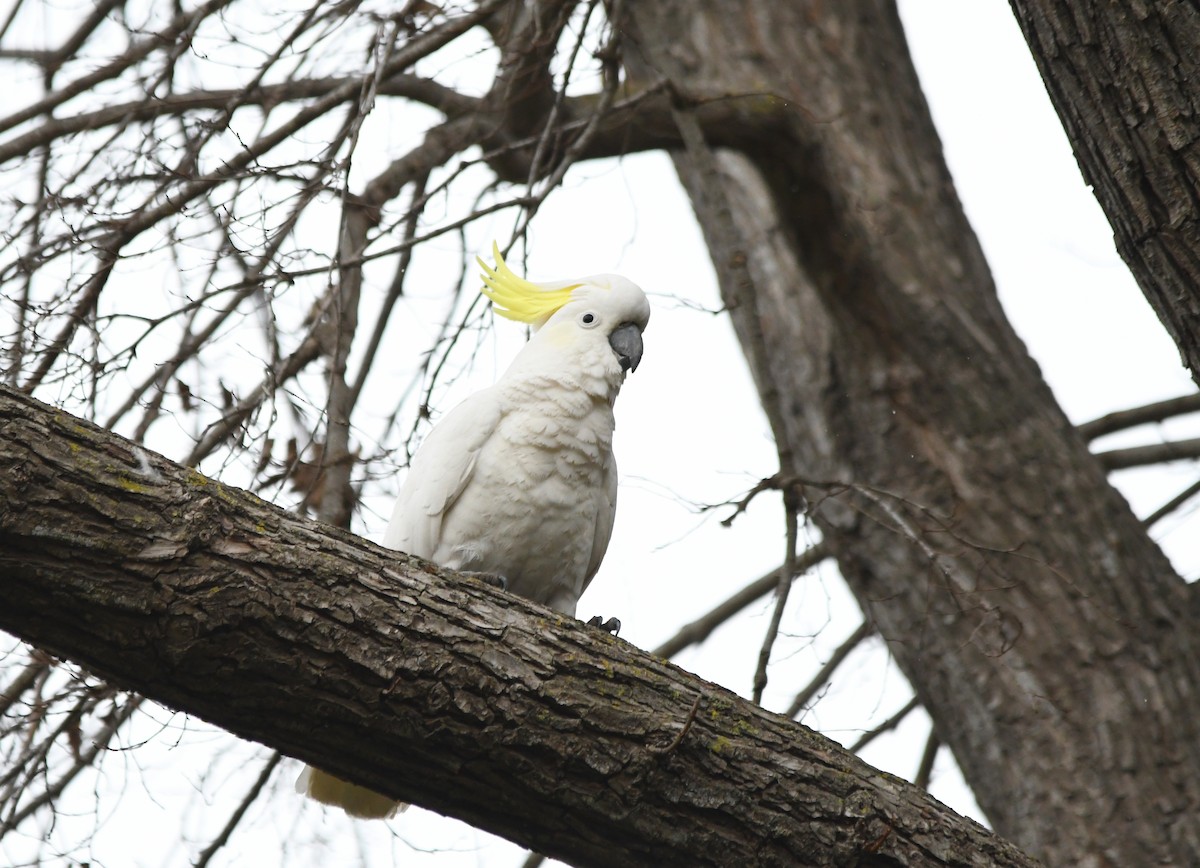 Sulphur-crested Cockatoo - ML621499751