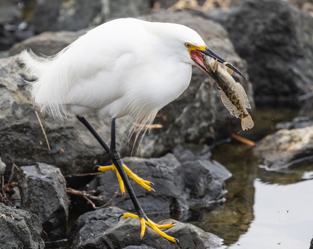 Snowy Egret - ML621499797