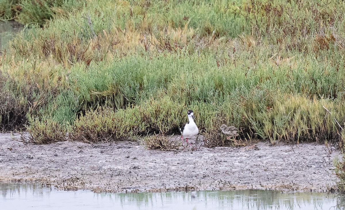 Black-necked Stilt - ML621499802