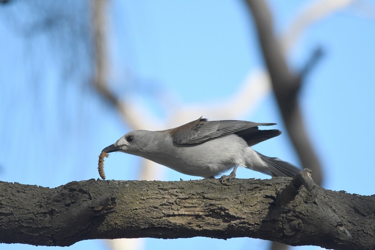 Gray Shrikethrush - ML621499808