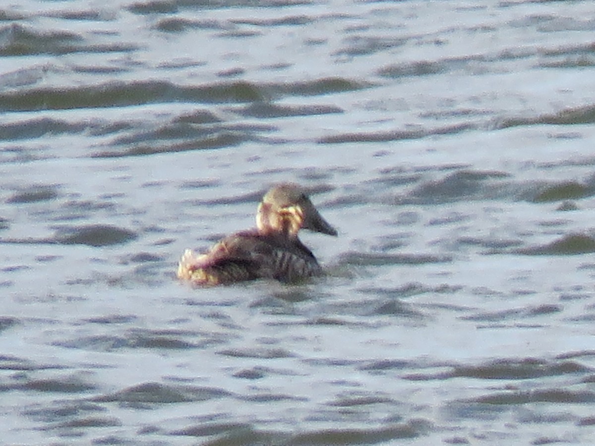 Common Eider - ML621499810