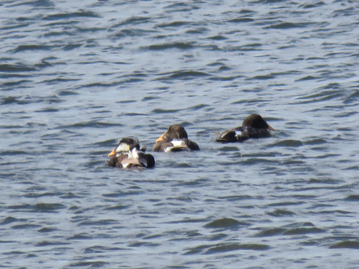 Common Eider - ML621499811