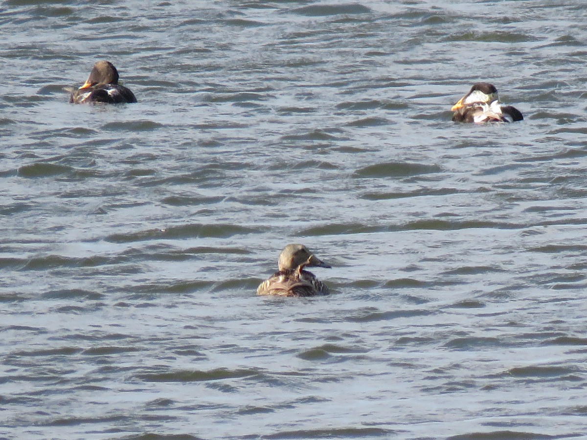 Common Eider - ML621499843