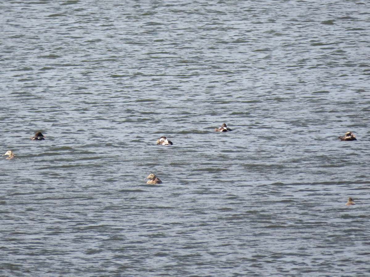 Common Eider - ML621499844