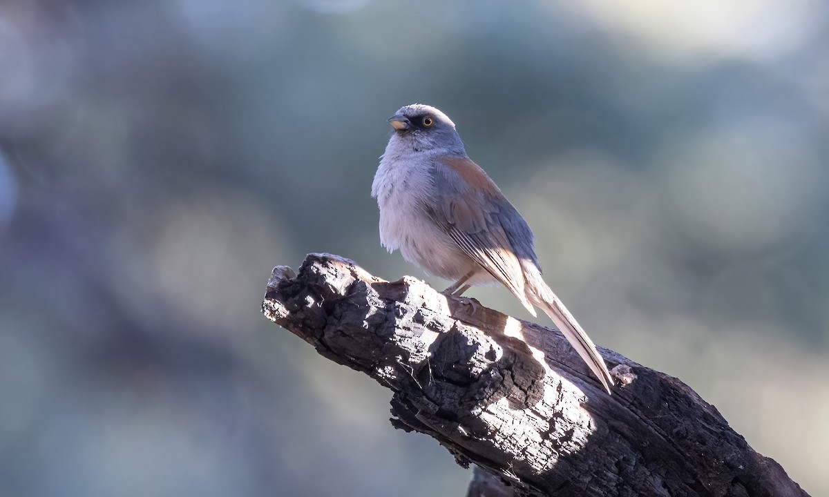 Yellow-eyed Junco - ML621499859