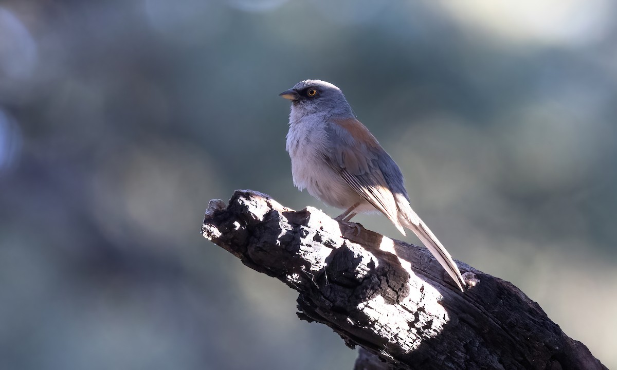 Yellow-eyed Junco - ML621499860