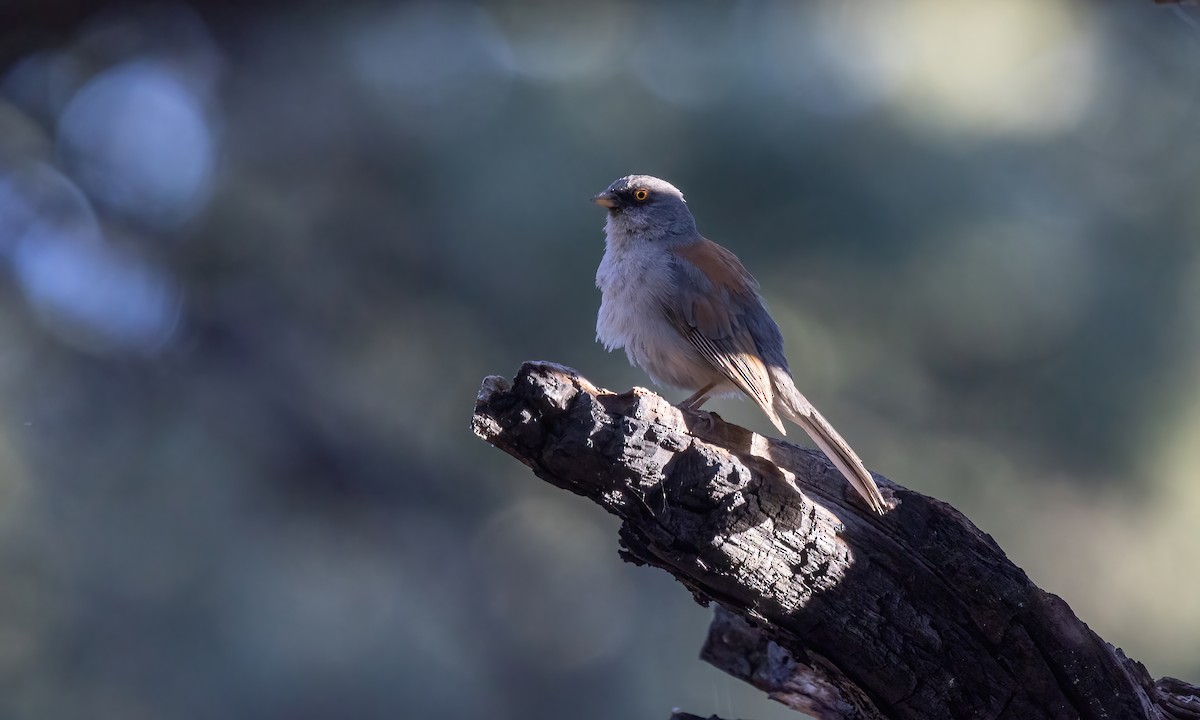 Yellow-eyed Junco - ML621499861