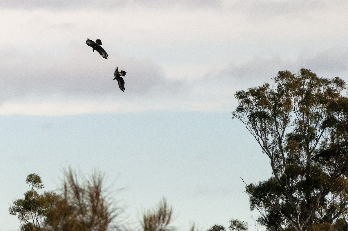 Wedge-tailed Eagle - ML621499956