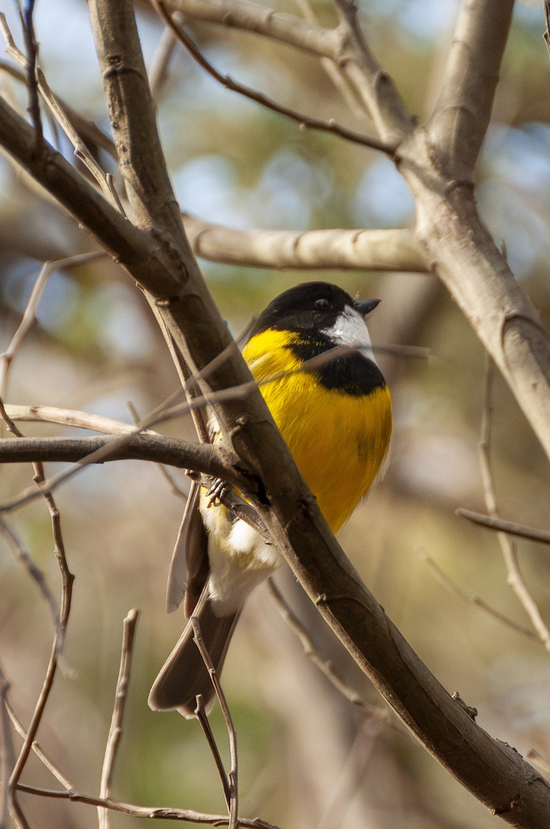 Golden Whistler - ML621499963