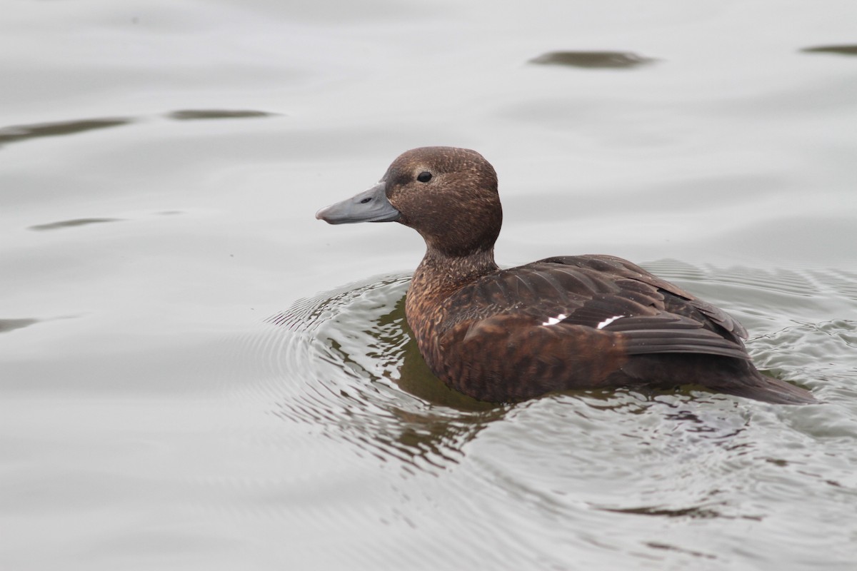 Steller's Eider - ML621499975