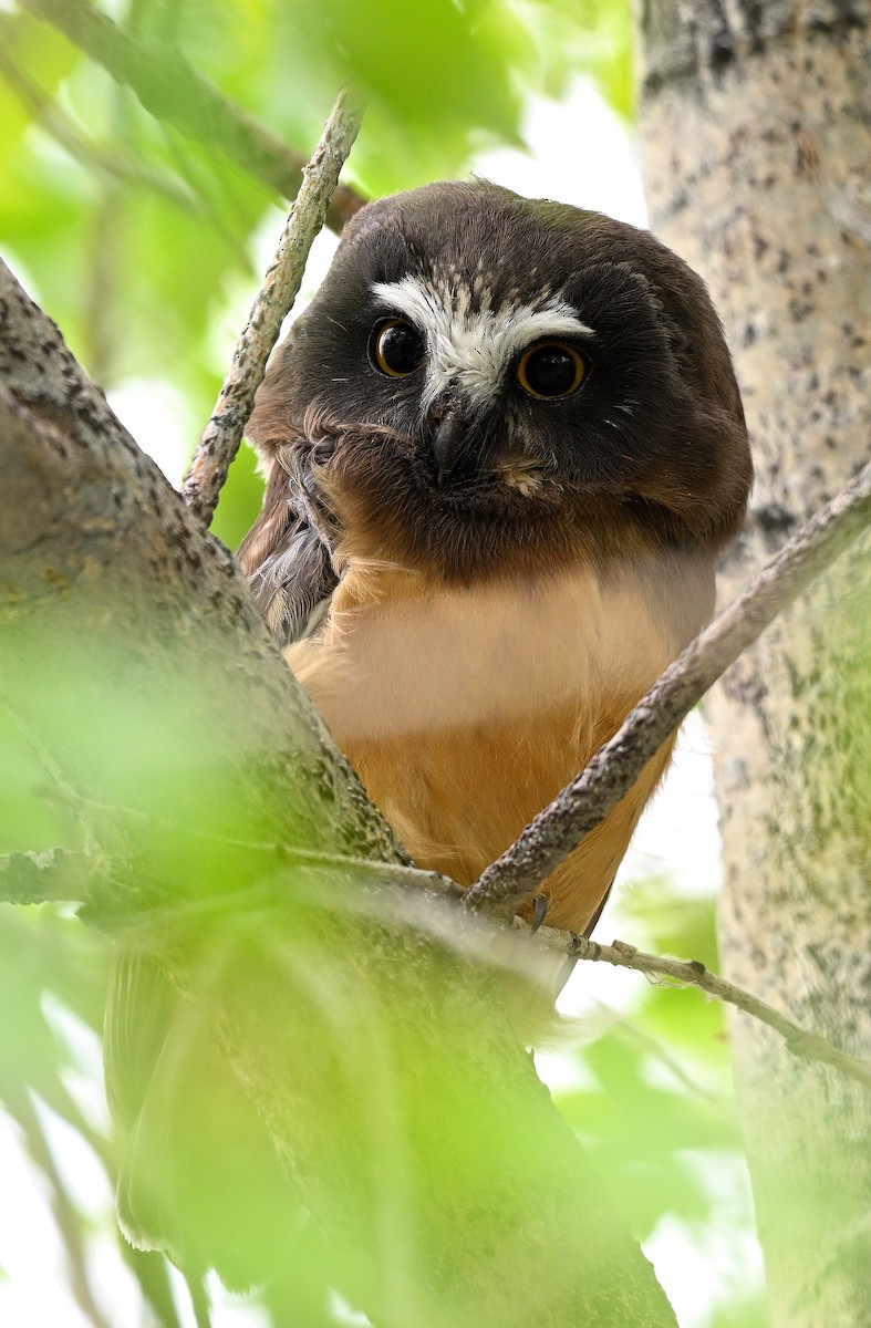 Northern Saw-whet Owl - ML621500011