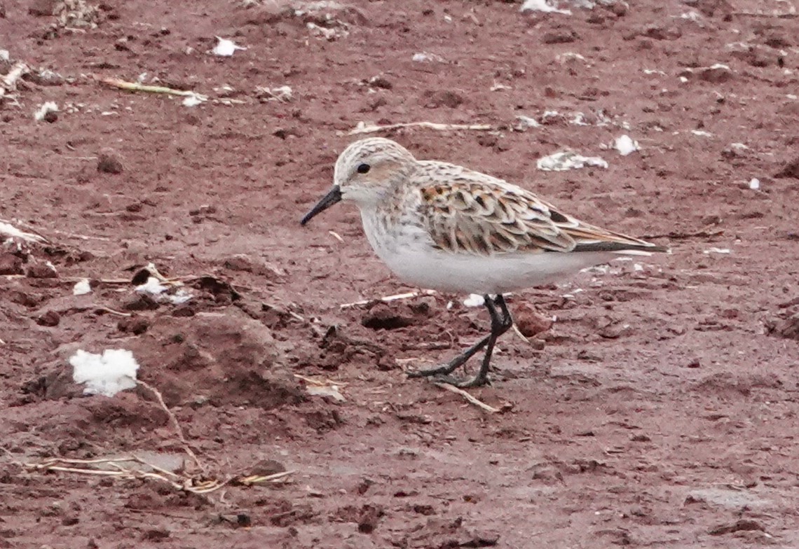 Little Stint - ML621500012