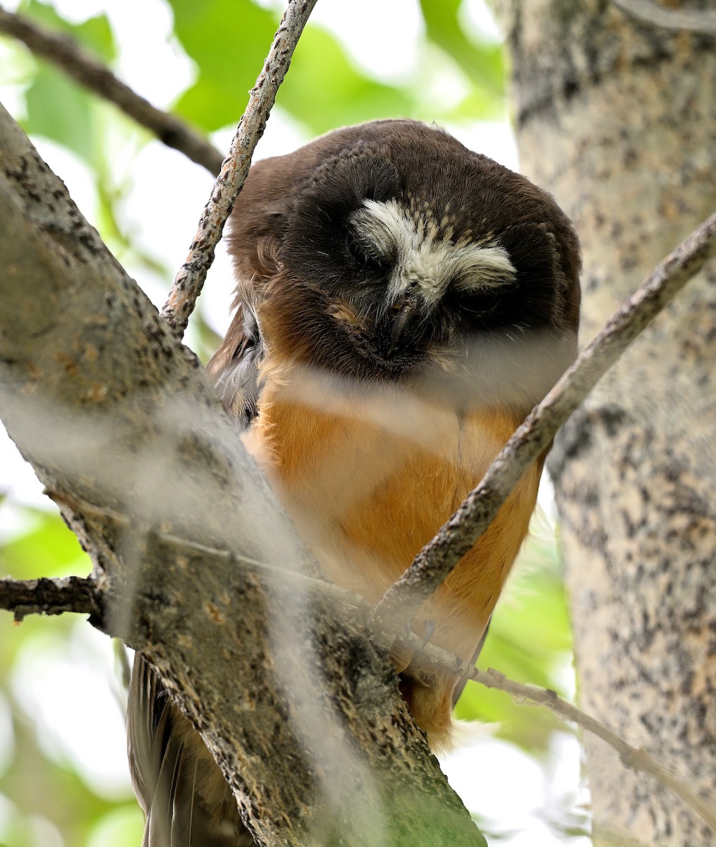 Northern Saw-whet Owl - ML621500030