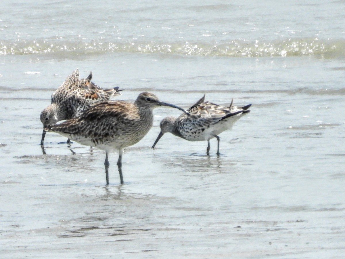 Whimbrel (Siberian) - Warren Regelmann