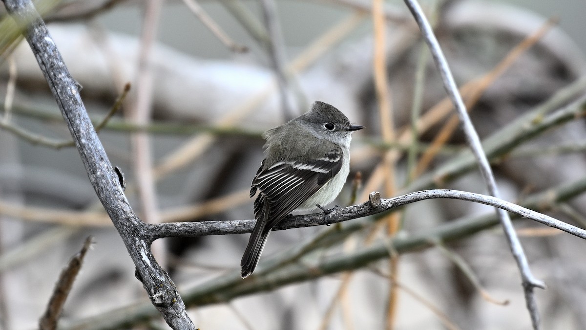 Hammond's Flycatcher - ML621500048