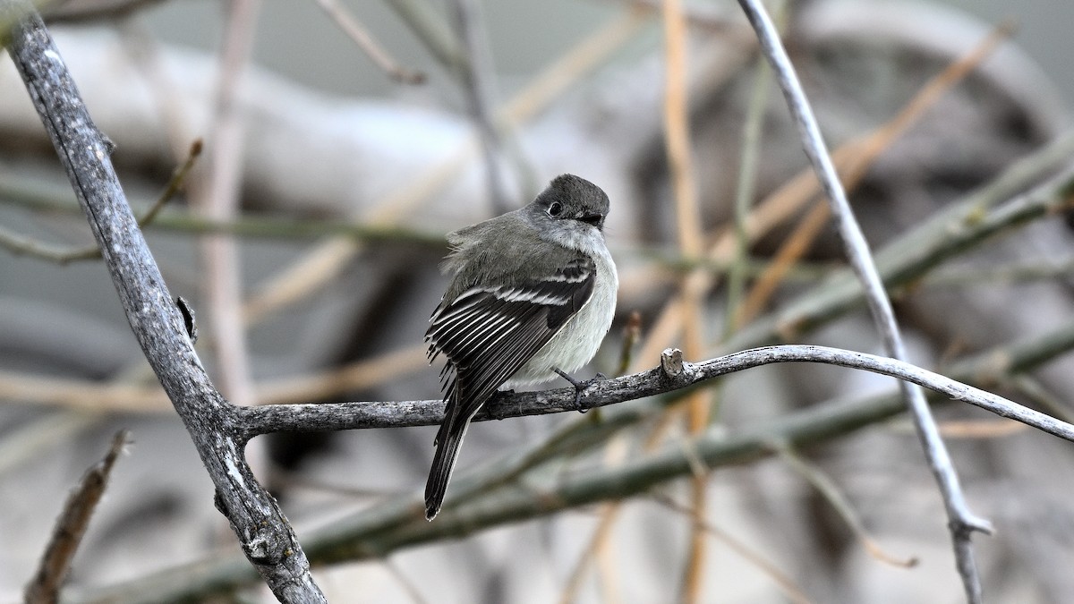 Hammond's Flycatcher - ML621500052