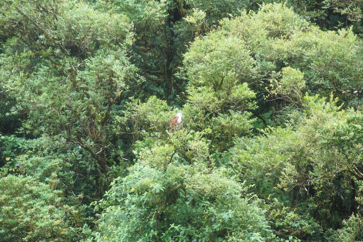 Brahminy Kite - ML621500076