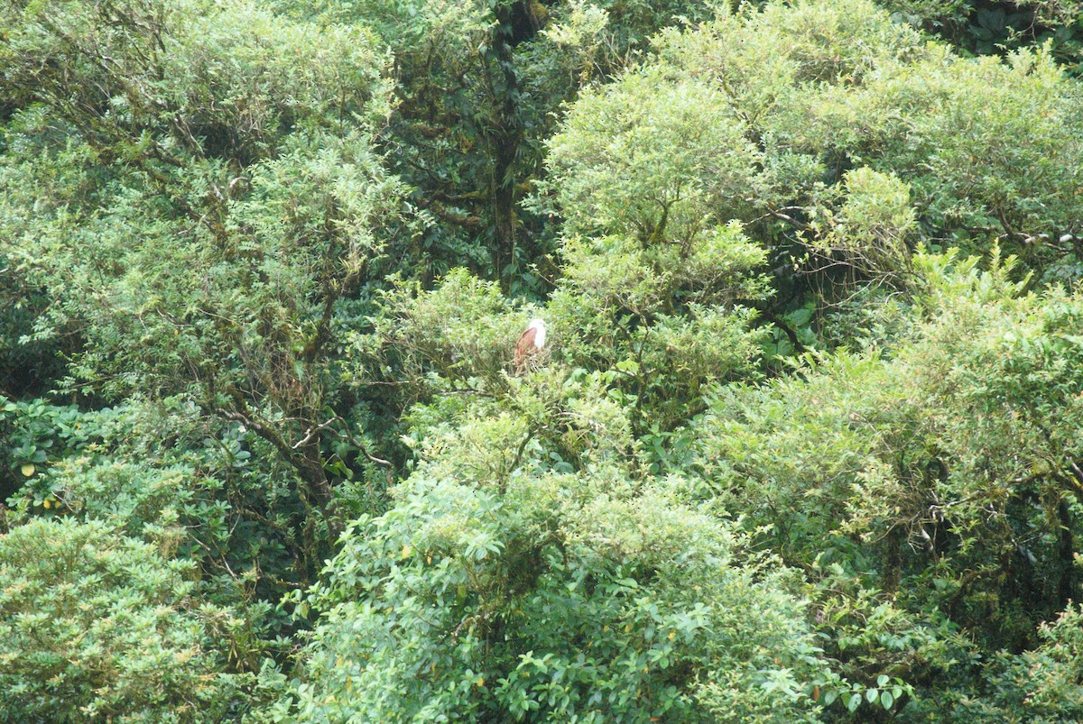 Brahminy Kite - ML621500077