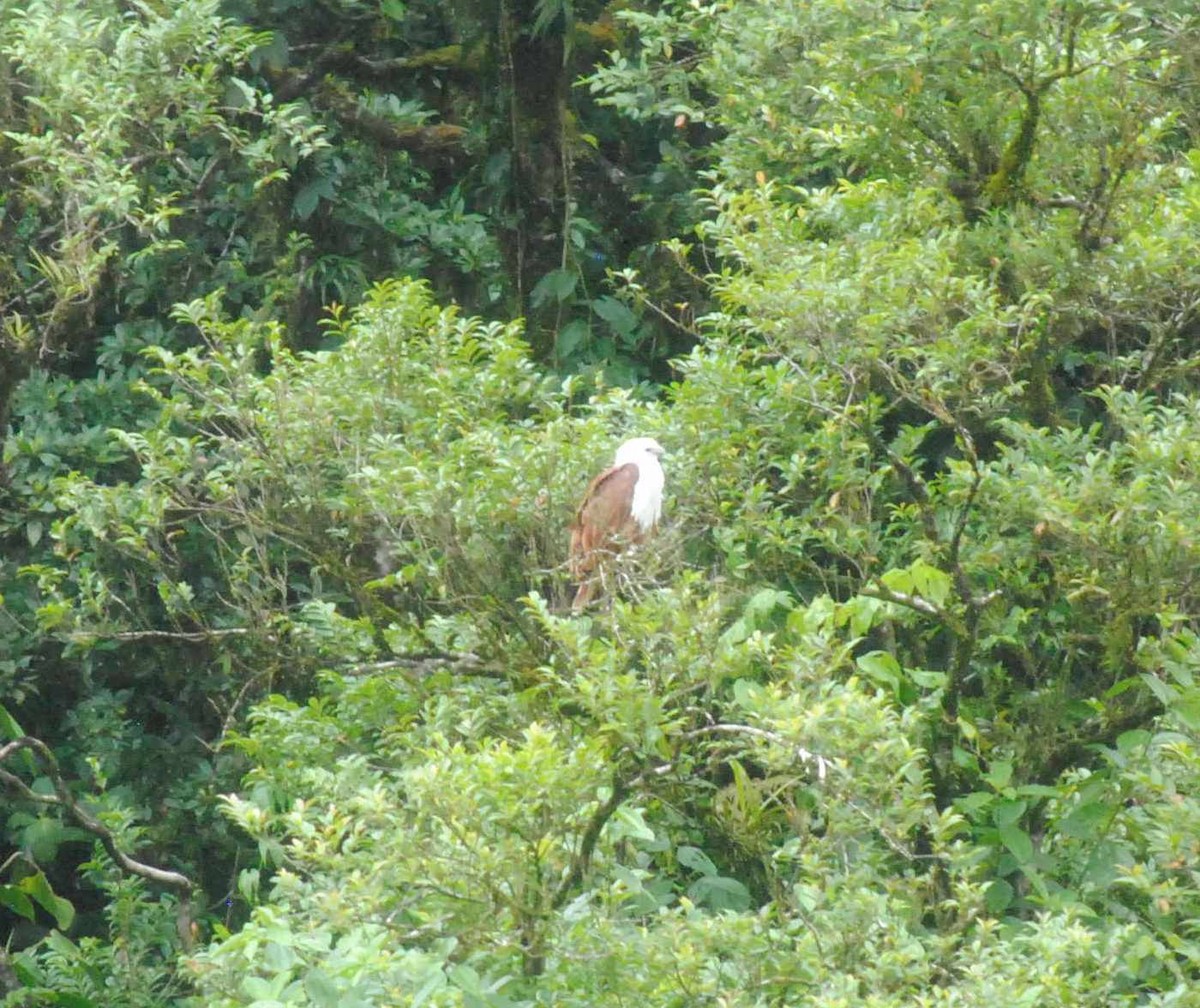 Brahminy Kite - ML621500078