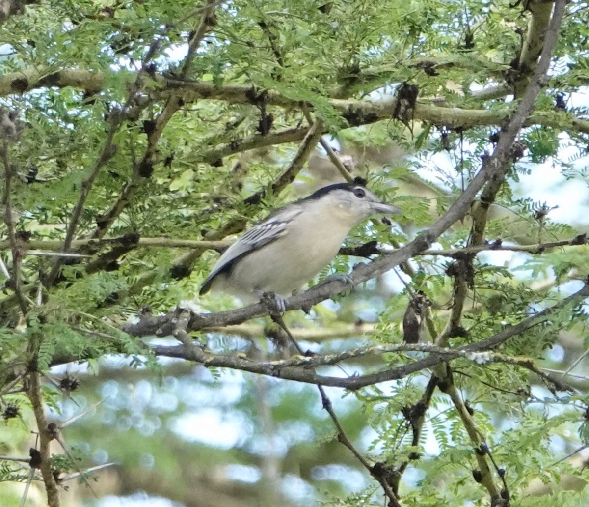 Black-backed Puffback - ML621500100