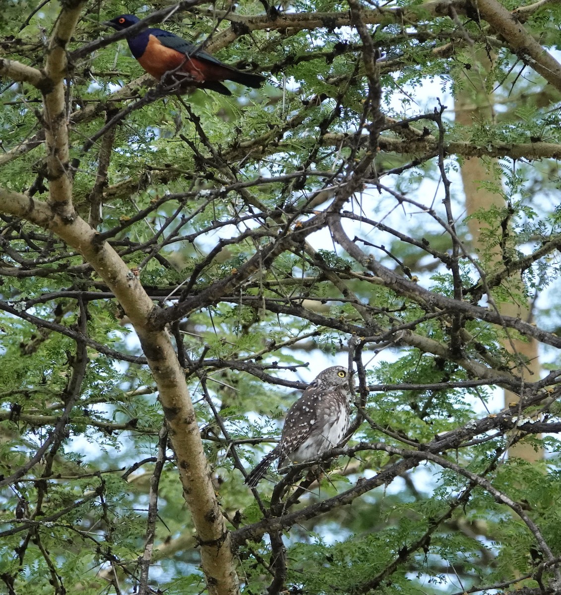 Hildebrandt's Starling - ML621500113