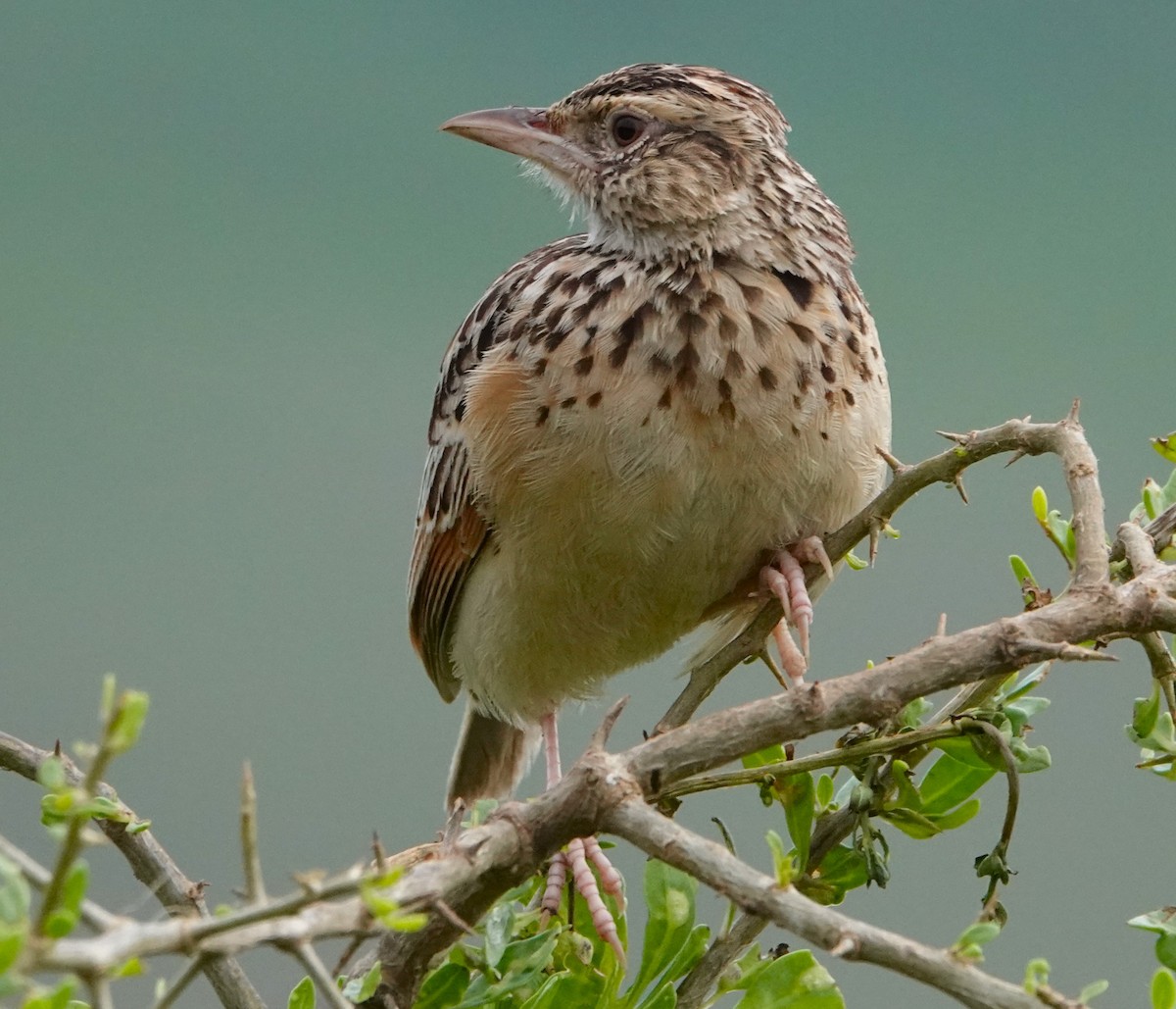 Rufous-naped Lark - ML621500150