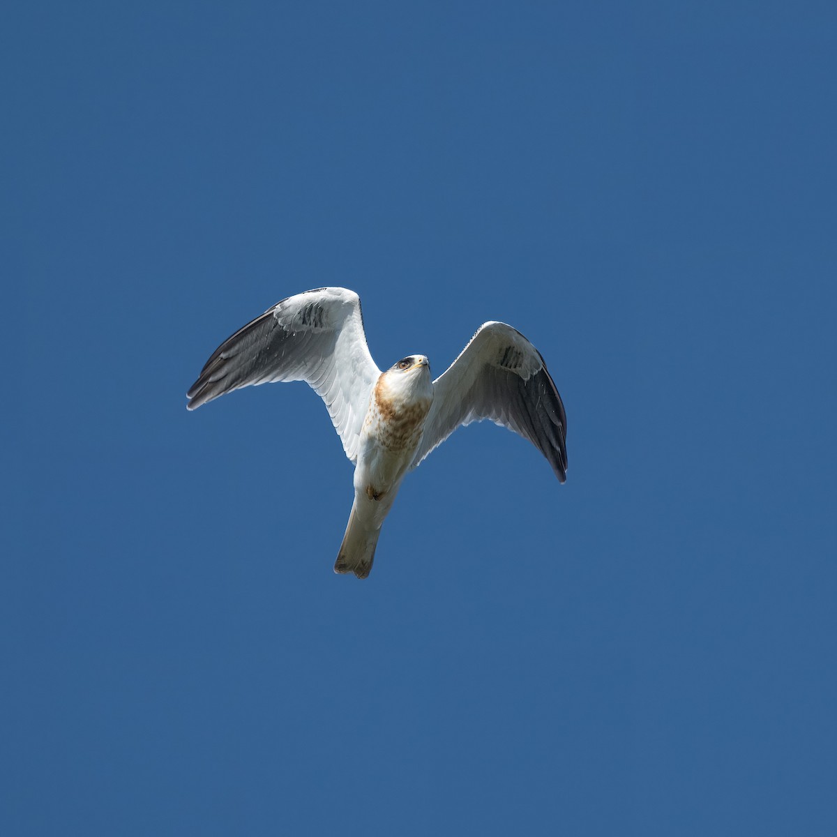 White-tailed Kite - ML621500153