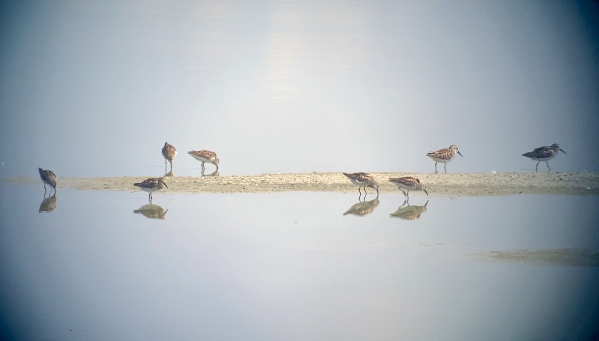 Western Sandpiper - ML621500286