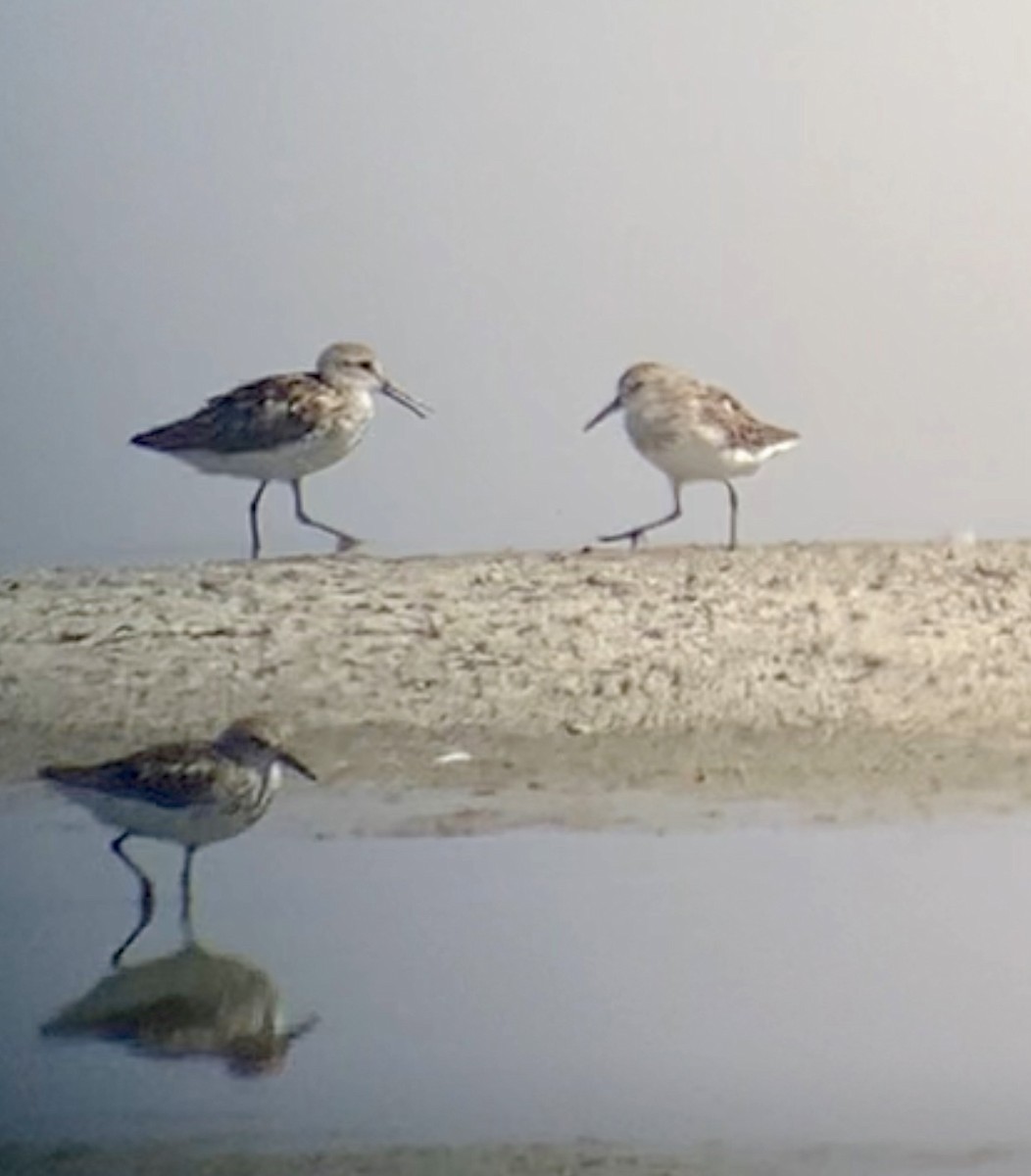 Western Sandpiper - ML621500287