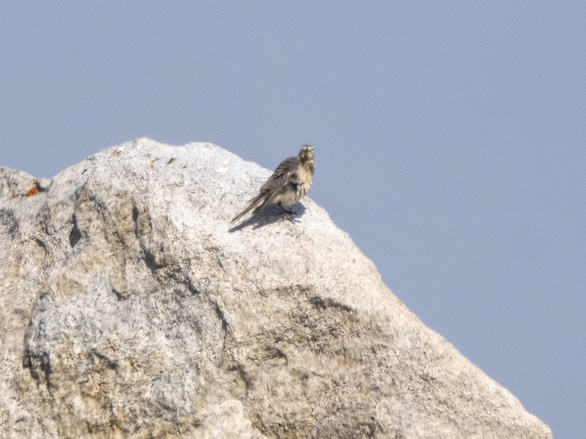 American Pipit - ML621500326