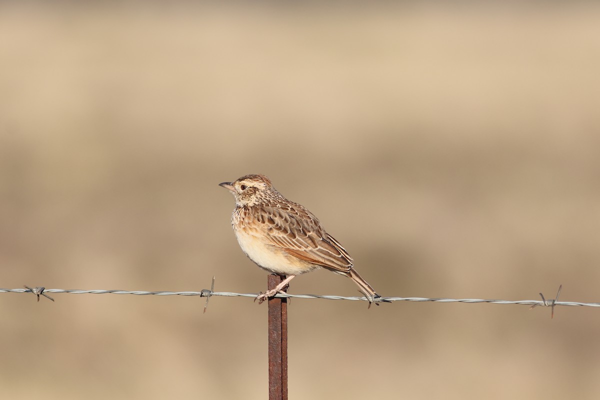 Rufous-naped Lark - ML621500350