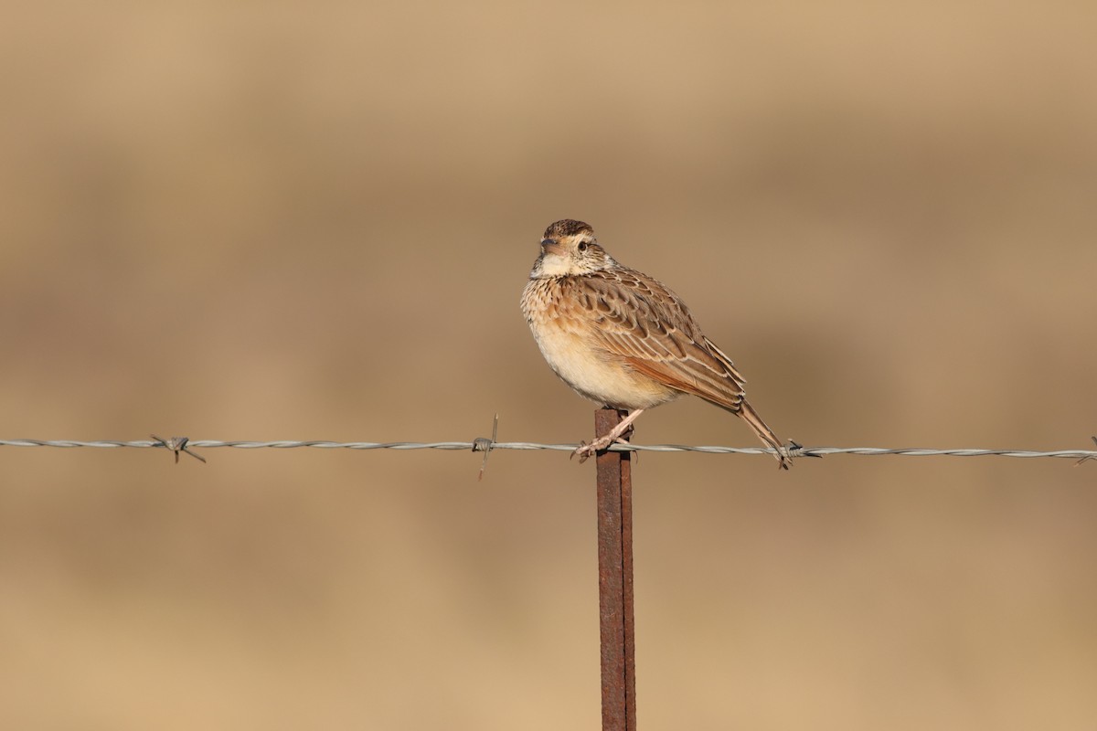 Rufous-naped Lark - ML621500351