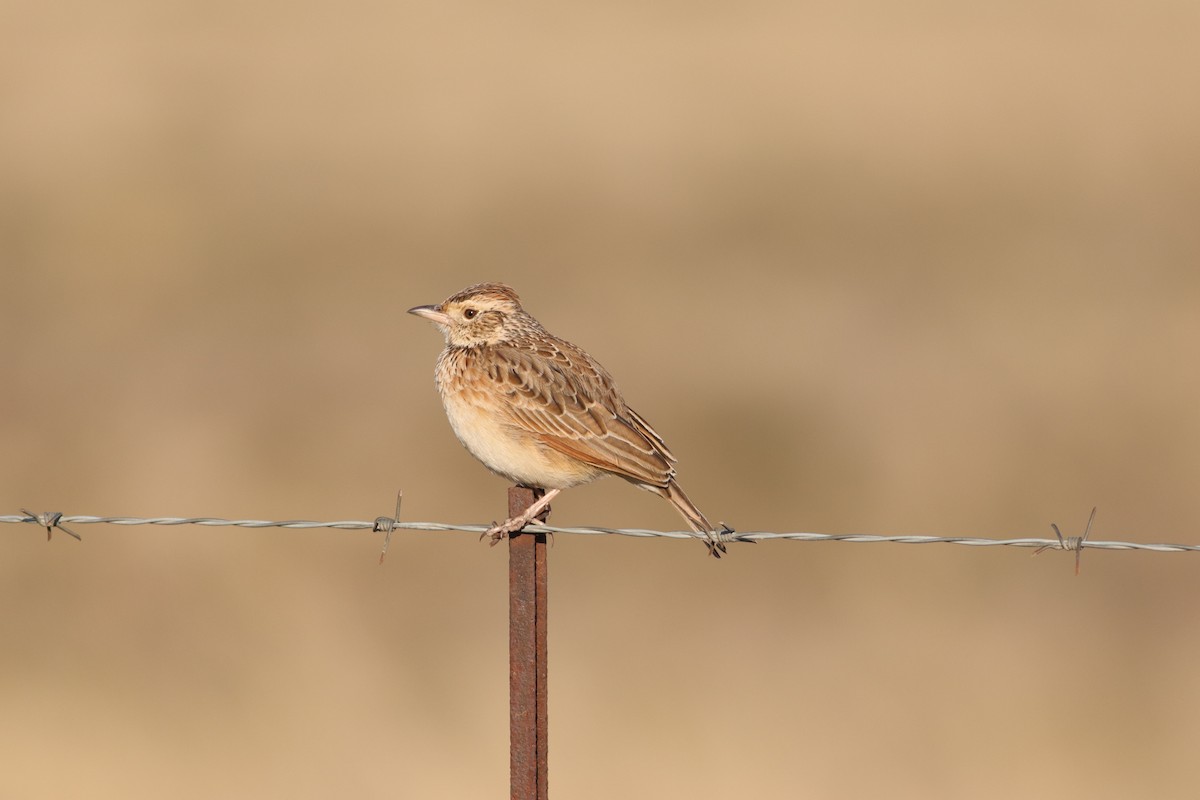 Rufous-naped Lark - ML621500352